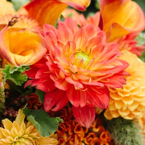 yellow and pink flowers